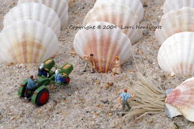 Sea Shell Harvest