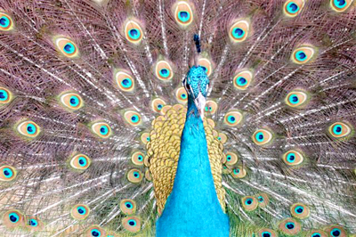 My-Peacock