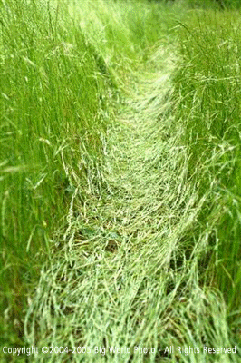 Grass-Trails